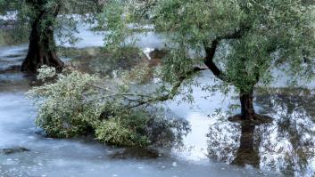 Los investigadores coinciden: los fenómenos climáticos extremos dañarán más los olivares españoles que el aumento de las temperaturas