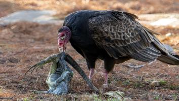 La ciencia documenta casos de buitres comiéndose los huevos de una serpiente pitón invasora en Florida: ahora son la gran esperanza del ecosistema