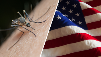 Diez soldados en círculo, 100 mosquitos y 40 picaduras: así probó el Ejército de EEUU si los insectos servían como arma