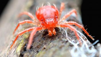 La araña roja regresa con el calor: así es la plaga que puede poner decenas de huevos y destruir los cultivos