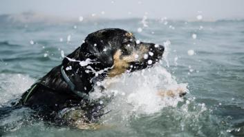 Un perro nada casi 800 metros mar adentro tras caer de unas rocas y lo acaban rescatando en una moto de agua en plena marejada