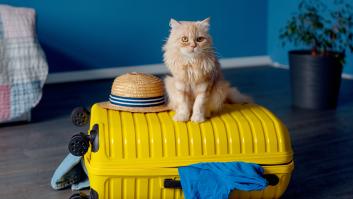Vacaciones ¿con o sin? mascotas: cómo evitar la ansiedad del viaje, buscar un cuidador para el gato o elegir la mejor residencia
