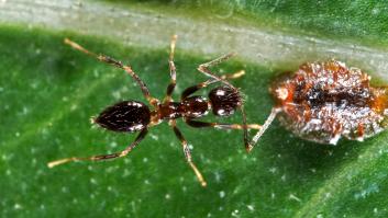 Se detecta por primera vez una plaga en España que podría hacer daño a los olivos