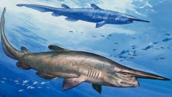 Descubren uno de los tiburones más raros del mundo: "Me quedé impactado"