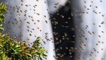 Dos millones de abejas se escapan al volcar el camión que transportaba sus colmenas: las autoridades piden a los vecinos que no salgan de casa
