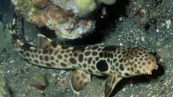 Un tiburón capaz de caminar fuera del agua resulta ser una especie nueva: vive sólo en Papúa Nueva Guinea y ya es de los más amenazados del planeta