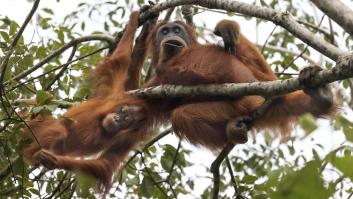 Los científicos no dan crédito: una sola tromba de agua mata a 58 de los 800 orangutanes de Tapanuli que quedan, el gran simio más raro del mundo
