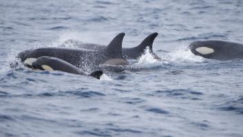 Varios navegantes relatan el momento en que las orcas embistieron su catamarán en el estrecho de Gibraltar: "Doblaron el acero como si fueran espaguetis"