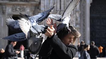 Robert Lambert, historiador ambiental, sobre por qué cada vez más pájaros atacan a personas en las calles: "El problema es el comportamiento humano"