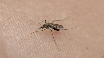 No las tires, úsalas en el balcón y en el jardín para mantener alejados a los mosquitos