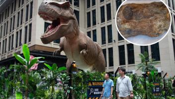 Tiene 82 millones de años, pasó los últimos 40 años olvidado en un cajón y ahora cambia lo que creíamos saber de la Antártida: es el primer dinosaurio hallado en el continente