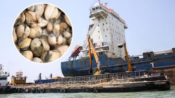El estrecho de Ormuz se ha reabierto, pero ha aparecido un nuevo enemigo para los barcos: las conchas marinas