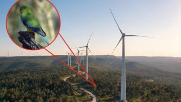 Construyeron 100 aerogeneradores en Tasmania antes de darse cuenta de que se encontraban en el camino de un loro en peligro crítico de extinción