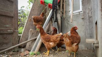Javier José, 20 años, empezó con 50 gallinas y hoy produce 1.200 huevos diarios: "Gallinas felices, huevos de calidad"