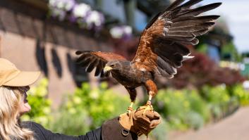 Rufus, el halcón que ahuyenta a las palomas de Wimbledon desde 2008: "Para ellas la hierba es como el caviar"