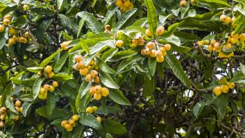 Estas son las cinco especies de árboles que más ayudan a combatir el calor en las ciudades