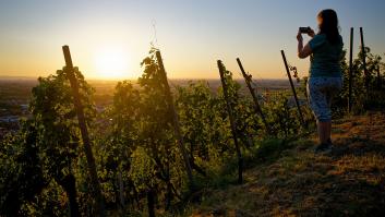 4 grados menos en la ola de calor y un 41% menos de agua: a viticultora que cubre sus viñas con paneles solares pilotados por IA