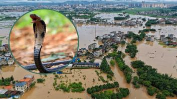 Unas 800 serpientes, cobras venenosas incluidas, escapan de una granja arrasada por las inundaciones: piden a los vecinos que no intenten capturarlas