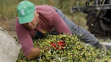 La nueva amenaza para el aceite de oliva español llega de las antípodas y enciende la alarma en la UE: "Es un mercado estratégico e importante"