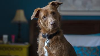 Aprenden más rápido que otras razas: estos perros son famosos por ser los más limpios