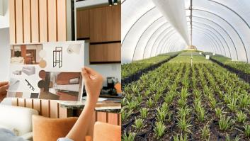 Un arquitecto de interiores de lujo lo dejó todo para cultivar en un invernadero: "Un cliente me pidió que le diseñara un jardín con manzanos… pero sin manzanas"