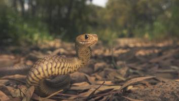 Una mujer se salva la vida tras ser mordida por una serpiente marrón oriental mortal: quedó atrapada en la rueda de su bicicleta