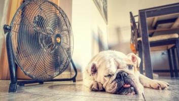 Un perro acalorado encuentra su sitio frente al ventilador.