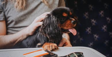 Un perro en un tren