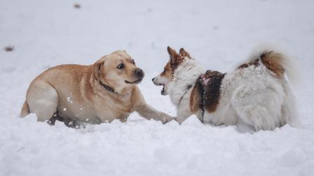 perros-jugando-senales-peligros