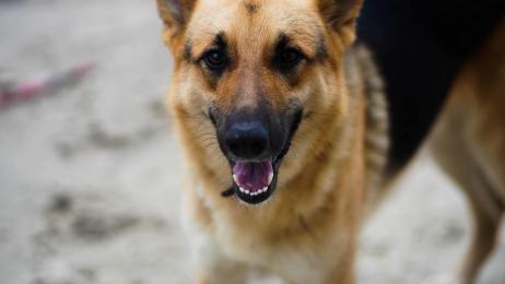 Un perro de 12 años lleva toda su vida en un almacén y se retira: "Urge, su dueño no se lo queda"