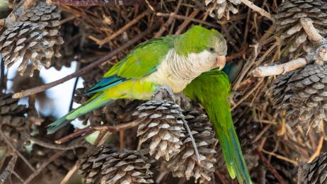 Los biólogos coinciden: el 54% de la invasión de cotorra argentina en España viene de mascotas liberadas y en 20 años llegará a zonas agrarias si no se actúa ya