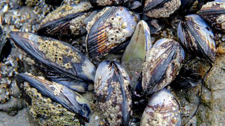 Marion, bióloga, ante sus mejillones muertos por el calor del Mediterráneo: "Mueren de agotamiento. A estas temperaturas ya no se mueven, respiran mucho, pierden energía"