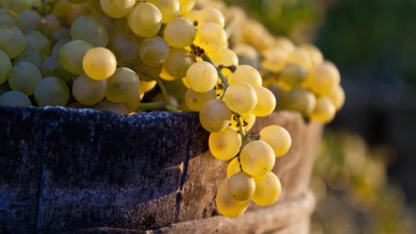 Mantener las uvas frescas un mes sin meter en el frigorífico ya es posible