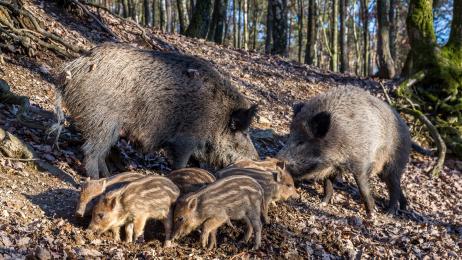Descubren que los jabalíes prefieren dañar los cultivos agrícolas más en verano y otoño