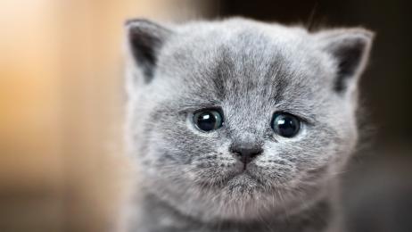 Japón vuelve a hacerlo: a punto de aprobarse un tratamiento para la insuficiencia renal crónica en gatos