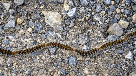 Málaga saca los cañones y pistolas para preparar a los pinos ante la plaga que afecta notablemente a los perros