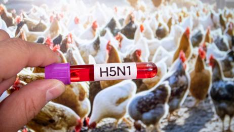 Científicos indios predicen cómo la gripe aviar podría llegar a dar el salto de aves a humanos