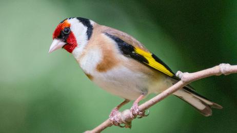 La alondra común, el cormorán moñudo y el jilguero europeo se disputan el título de Ave del Año 2026