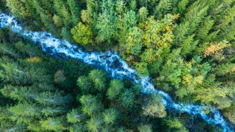 Un país se pasa con su plantación de árboles y altera el ciclo del agua en todo el territorio