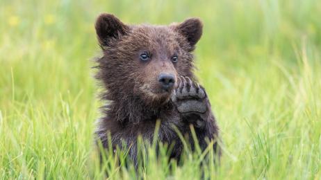 Una pareja crio a un oso de 410 kilos durante 25 años como su hijo y se convirtió en una estrella: "Fue una historia de amor"