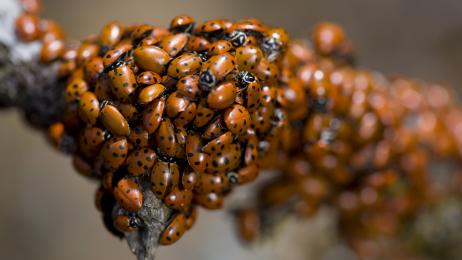 Millones de mariquitas se enviaron a los cultivos como solución limpia frente a las plagas de pulgones pero acabaron desatando una brutal invasión biológica