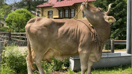 Veronika tuvo que rascarse la espalda para que la ciencia entienda que el problema no era la vaca