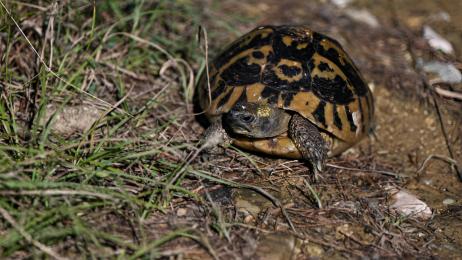 Un estudio apunta que las tortugas hembra saltan de los acantilados para no ser acosadas por los machos