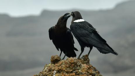 Dos cuervos africanos llevan 15 años sobrevolando Las Palmas porque son tan inteligentes que aprendieron a reconocer los coches de los veterinarios que intentaban capturarlos