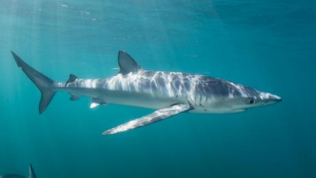 Paola, española que vive en Maldivas: "Nuestros océanos se están muriendo y nosotros somos los siguientes"