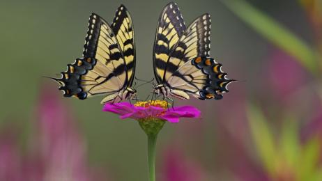 Los científicos coinciden y desmontan el mito: los insectos no son máquinas, sienten dolor y toman decisiones complejas
