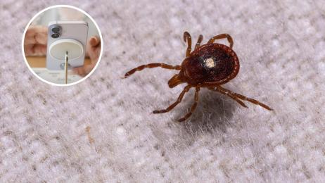 Poca gente lo sabe, pero la cámara del móvil tiene un detector de garrapatas que puede salvarte de un susto