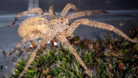 Puede atravesar la piel humana y ya está en toda Alemania: la 'araña Nosferatu', de origen mediterráneo y habitual en España, avanza hacia el norte