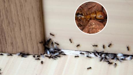 "No paramos de pasar la aspiradora, pero vuelven sin cesar": una hormiga invasora que resiste a los insecticidas coloniza casas enteras en pueblos franceses