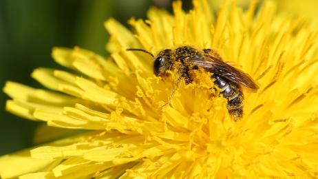 Un estudio revela que las abejas no son mini-robots: sienten placer y rechazo, y eso reabre el debate ético sobre los insectos